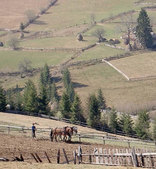 Străinii fac agricultură tradiţională în satele Clujului