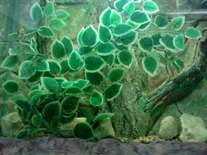 Cel mai mare acvariu din Transilvania, la Cluj, văduvit de vizitatori VIDEO