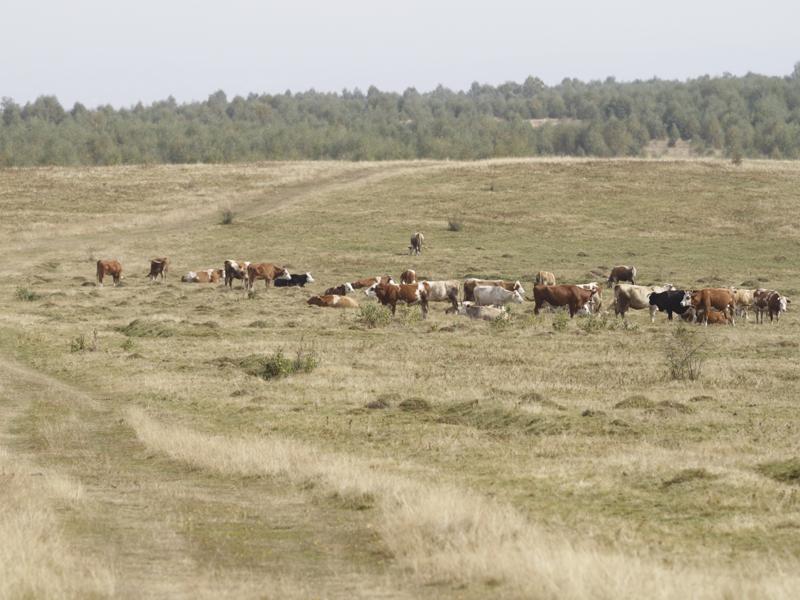Fluturii le aduc bani proprietarilor de păşuni