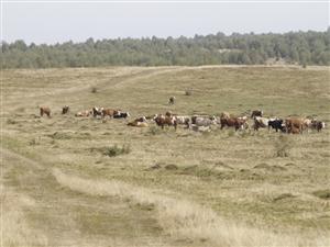 Fluturii le aduc bani proprietarilor de păşuni