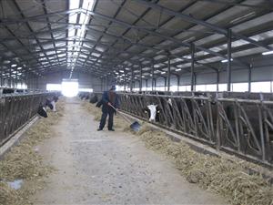 Fraţii Buzoianu fac agricultură lângă Bosch şi De’Longhi GALERIE-FOTO