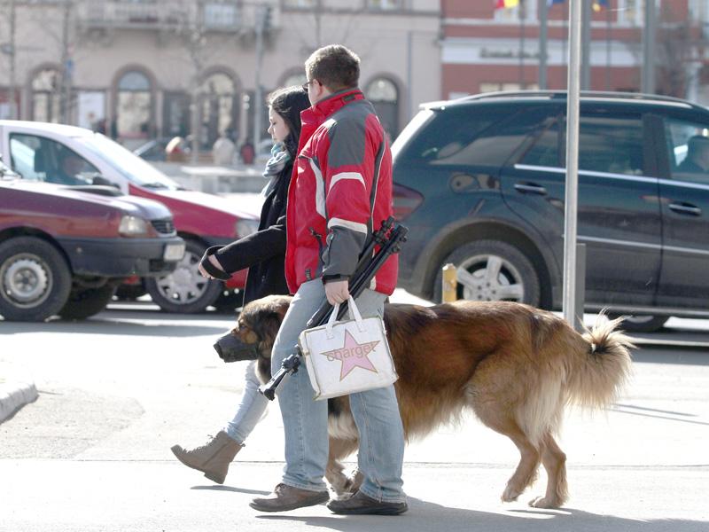 Primăria înăspreşte pedepsele pentru proprietarii de câini