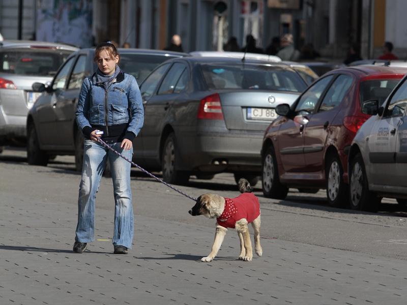 Proprietarii de câini din Cluj scapă de amenzile majorate. Deocamdată
