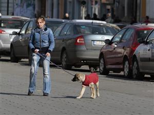 Proprietarii de câini din Cluj scapă de amenzile majorate. Deocamdată