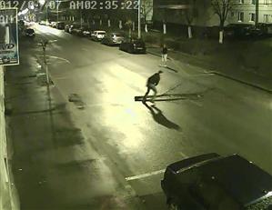 Beţi, au pus un copac în mijlocul drumului, în Dej VIDEO