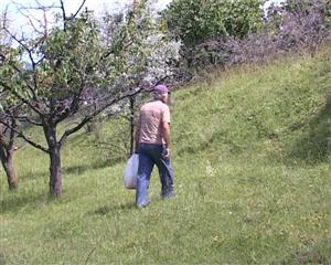 Cum se fură fructele din livada fără stăpân, Palocsay VIDEO