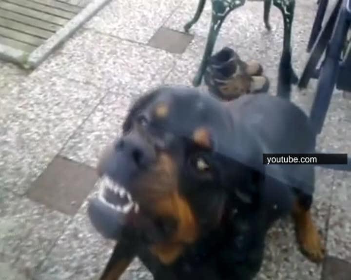 Un clujean, condamnat la închisoare după ce câinele său a muşcat de cap un copil de 3 ani VIDEO