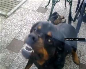 Un clujean, condamnat la închisoare după ce câinele său a muşcat de cap un copil de 3 ani VIDEO