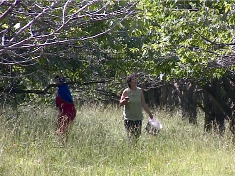 “Superofertă” la cireşe: livada cu autoservire la Cluj