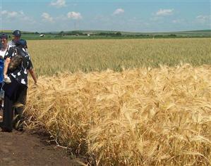 Direcţia Agricolă: suprafaţa terenurilor agricole părăsite scade; zone nelucrate de 20 de ani au fost date în arendă