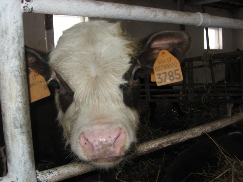 Hectarele de la Jucu, negociate între agricultură şi cozonaci