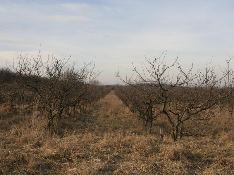 Soluţia prefecturii pentru Palocsay