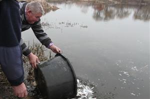 16.000 de plătici noi în Lacul 3 Gheorgheni FOTO