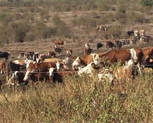 Preşedintele Asociaţiei Crescătorilor de Bovine, la Cluj: 