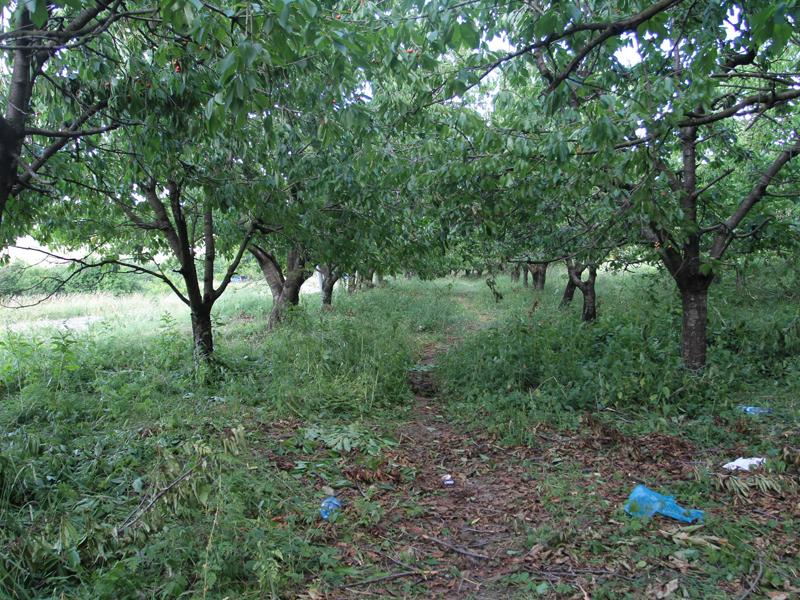 Ce aduce noul proiect de lege pentru restituirea proprietăţilor