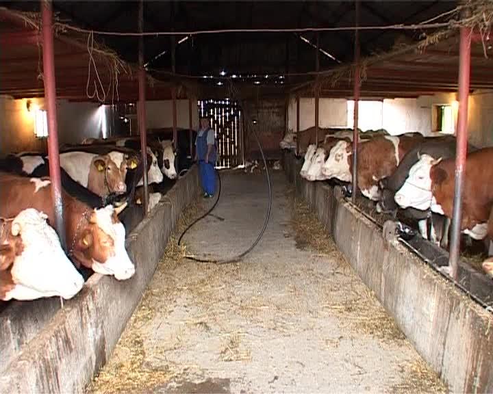 Fermierii români acuză companiile străine pentru scandalul laptelui VIDEO