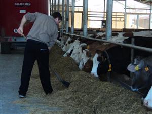Ministerul Agriculturii: Doar 8% din vacile din România cresc în ferme moderne; majoritatea sunt la populaţie