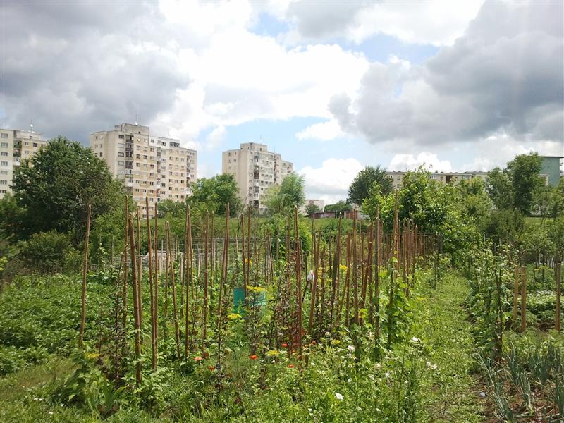 Legumele cultivate în cel mai aglomerat cartier clujean, Mănăştur, exemplu în Europa