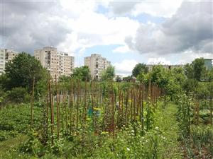 Legumele cultivate în cel mai aglomerat cartier clujean, Mănăştur, exemplu în Europa