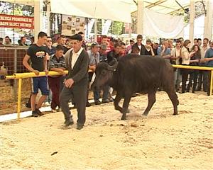 Cea mai faină bivoliţă din Ardeal, la concursul 
