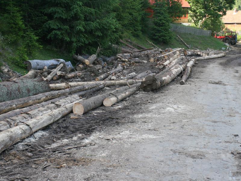 După Mariş a venit rândul lui Morar de la Direcţia Silvică. Dosar penal pentru luare de mită