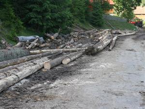 După Mariş a venit rândul lui Morar de la Direcţia Silvică. Dosar penal pentru luare de mită
