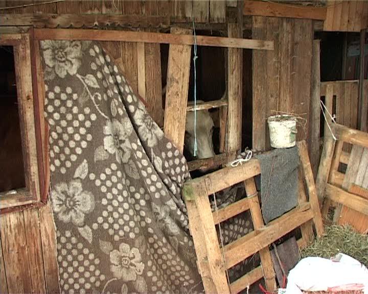 Clujeni nemulţumiţi de mirosul de vaci şi oi de la o gospodărie vecină VIDEO