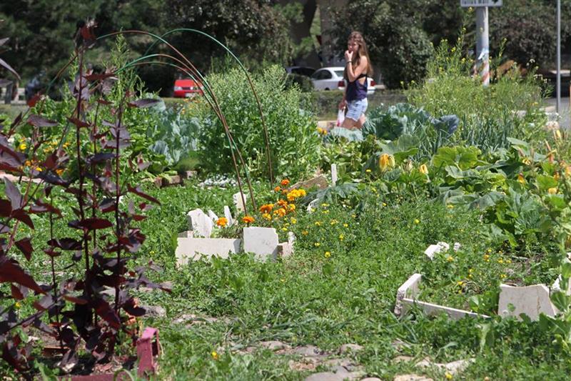Mai multe companii şi un grup de voluntari amenajează spaţiile verzi din Cluj