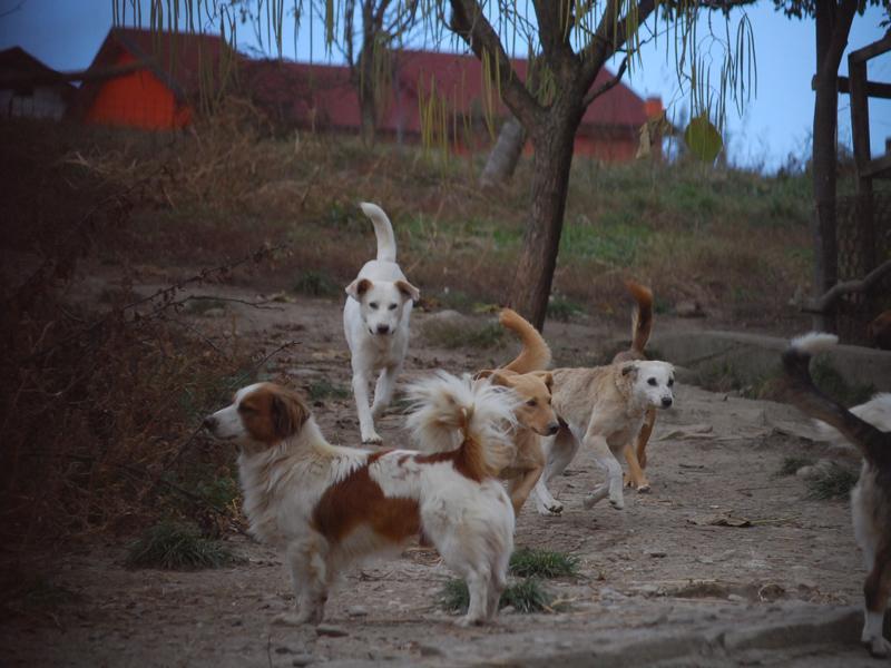 Boc: avem suficiente locuri în adăpostul pentru câinii fără stăpân VIDEO