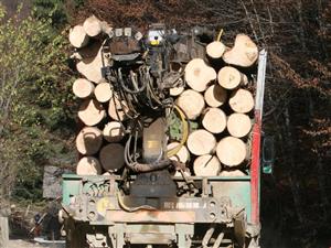 Captură de 30 mc de lemne fără acte, făcută de politiştii clujeni