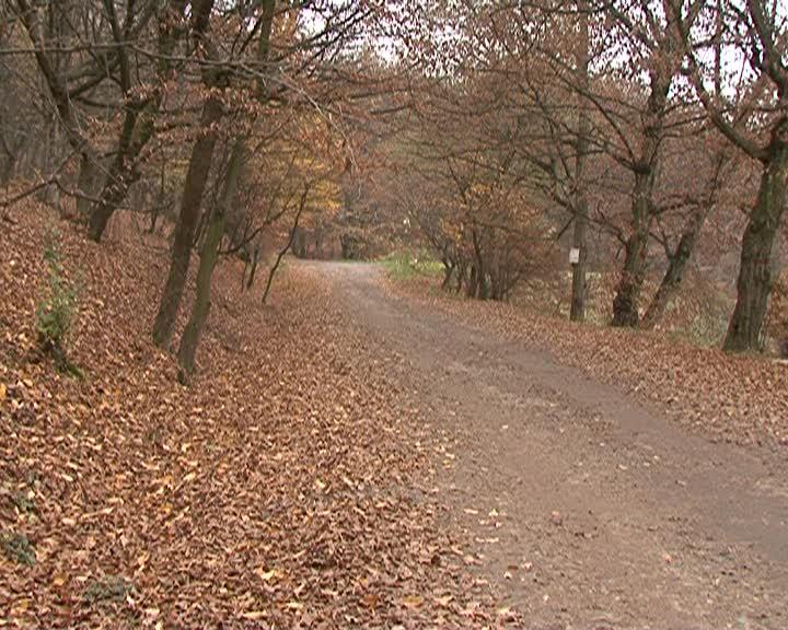 Senzaţii tari de Halloween? Ce păţeşti dacă intri în pădurea Hoia VIDEO