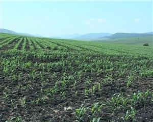 Zlati, de acord cu Boc privind vânzarea terenurilor agricole către străini VIDEO