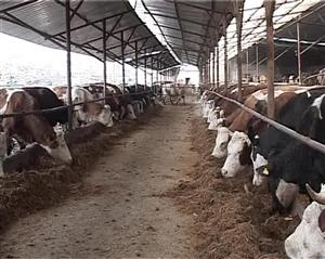 Clujul, tot fără abator VIDEO