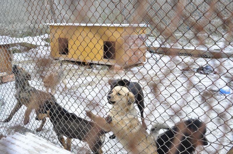 Posesorii de câini riscă amenzi de până la 5.000 de lei dacă animalele nu sunt microcipate