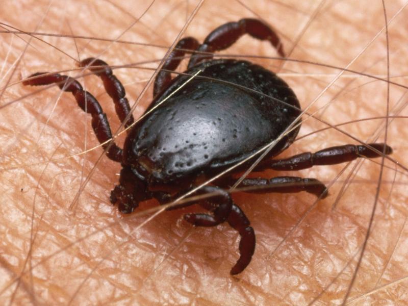 11 clujeni muşcaţi de căpuşe. Unde se fac teste gratuite pentru boala Lyme