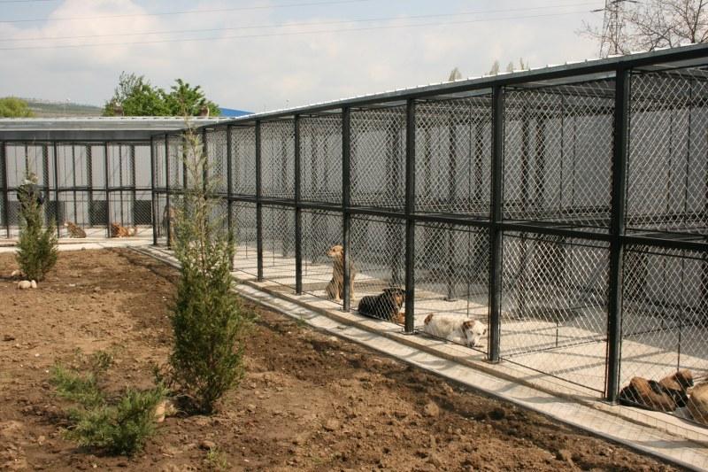 Câine abandonat, caut stăpân! 