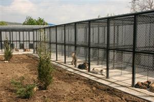 Câine abandonat, caut stăpân! 