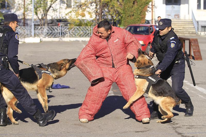 Demonstraţii cu câinii de elită ai Poliţiei şi Jandarmeriei, în weekend, la Cluj