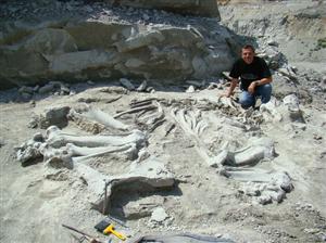 Fosila unei noi specii de mamifer, descoperită de cercetători UBB