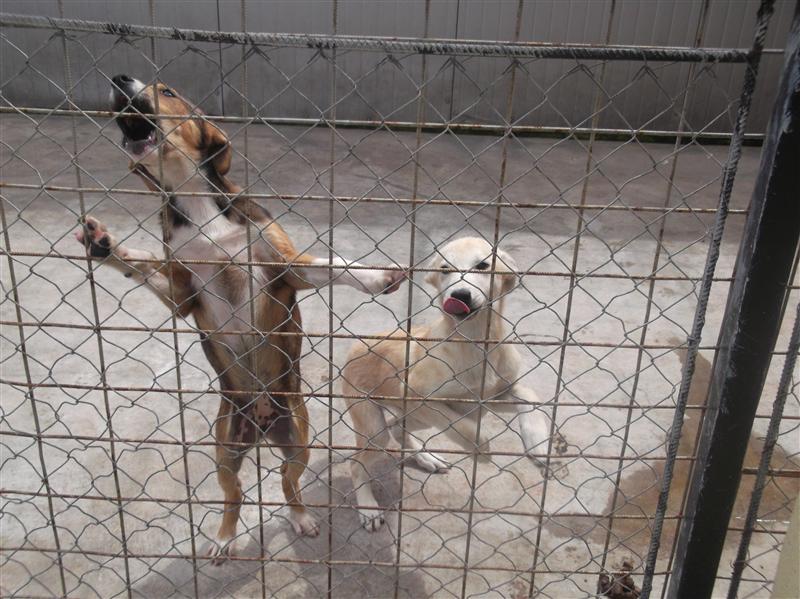 Aproape 2.000 de câini fără stăpân sunt liberi pe străzile Clujului