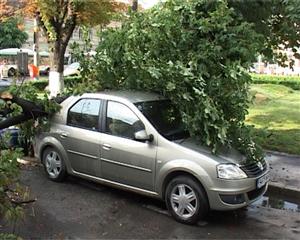 Primăria, bună de plată. Cât costă un copac căzut pe maşină