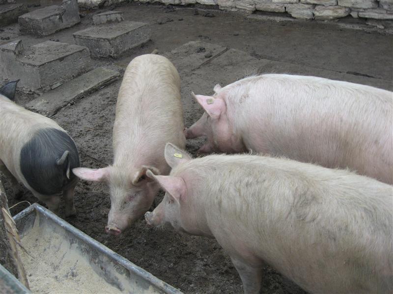 Elveţia interzice importul de porci din mai multe ţări europene, inclusiv din România