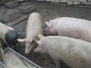 Elveţia interzice importul de porci din mai multe ţări europene, inclusiv din România