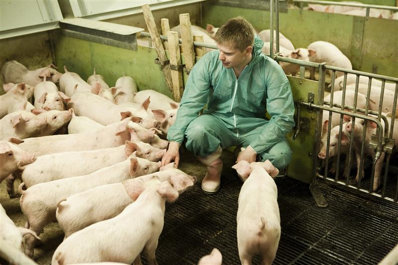 Daniel Buda solicită adoptarea unei poziţii oficiale legată de problema importurilor de carne de porc