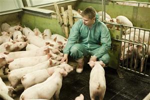 Daniel Buda solicită adoptarea unei poziţii oficiale legată de problema importurilor de carne de porc