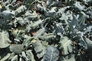 Leguma miraculoasă, previne apariţia cancerului şi reduce reacţiile alergice