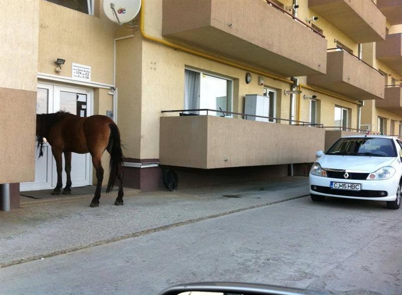 Ca-n România. Îi caută calul la interfon FOTO