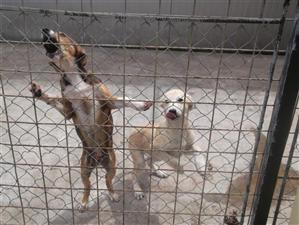 Cruzime fără limite la un adăpost de animale. Câini bătuţi cu bestialitate de către îngrijitori VIDEO