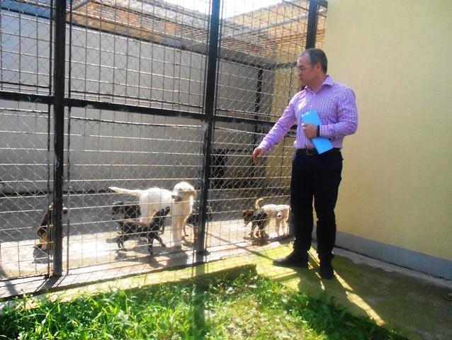 Ziua de Cluj | Boxele de câte 1.000 de euro pentru câini sunt gata şi îşi  aşteaptă cei 60 de chiriaşi