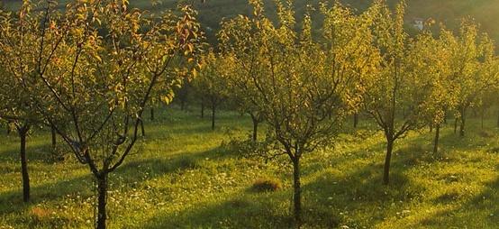 Fructul minune din grădină: luptă împotriva infecţiilor şi ajută la tratarea diabetului